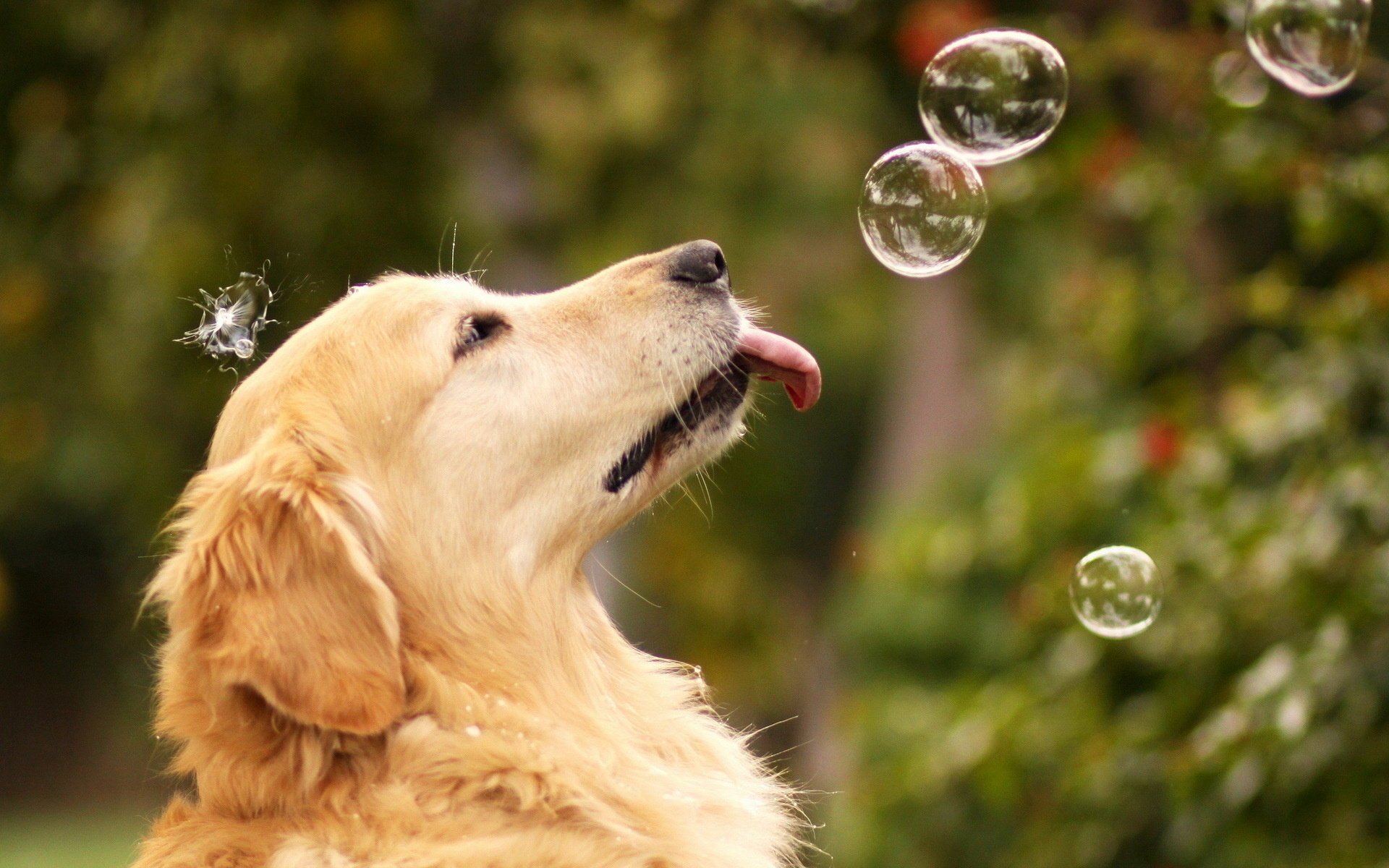 dog summer bubble