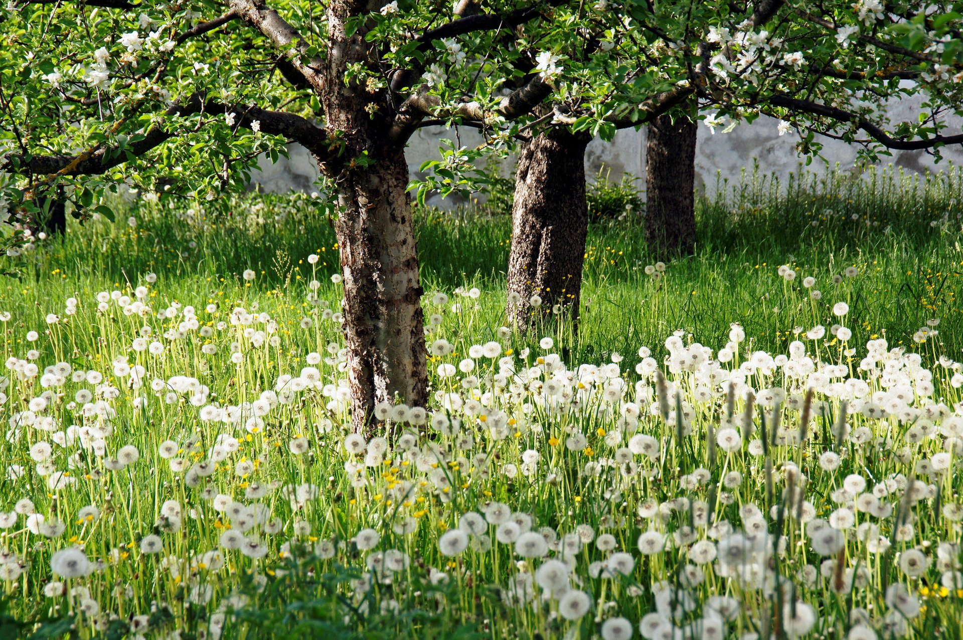 nature trees garden dandelion