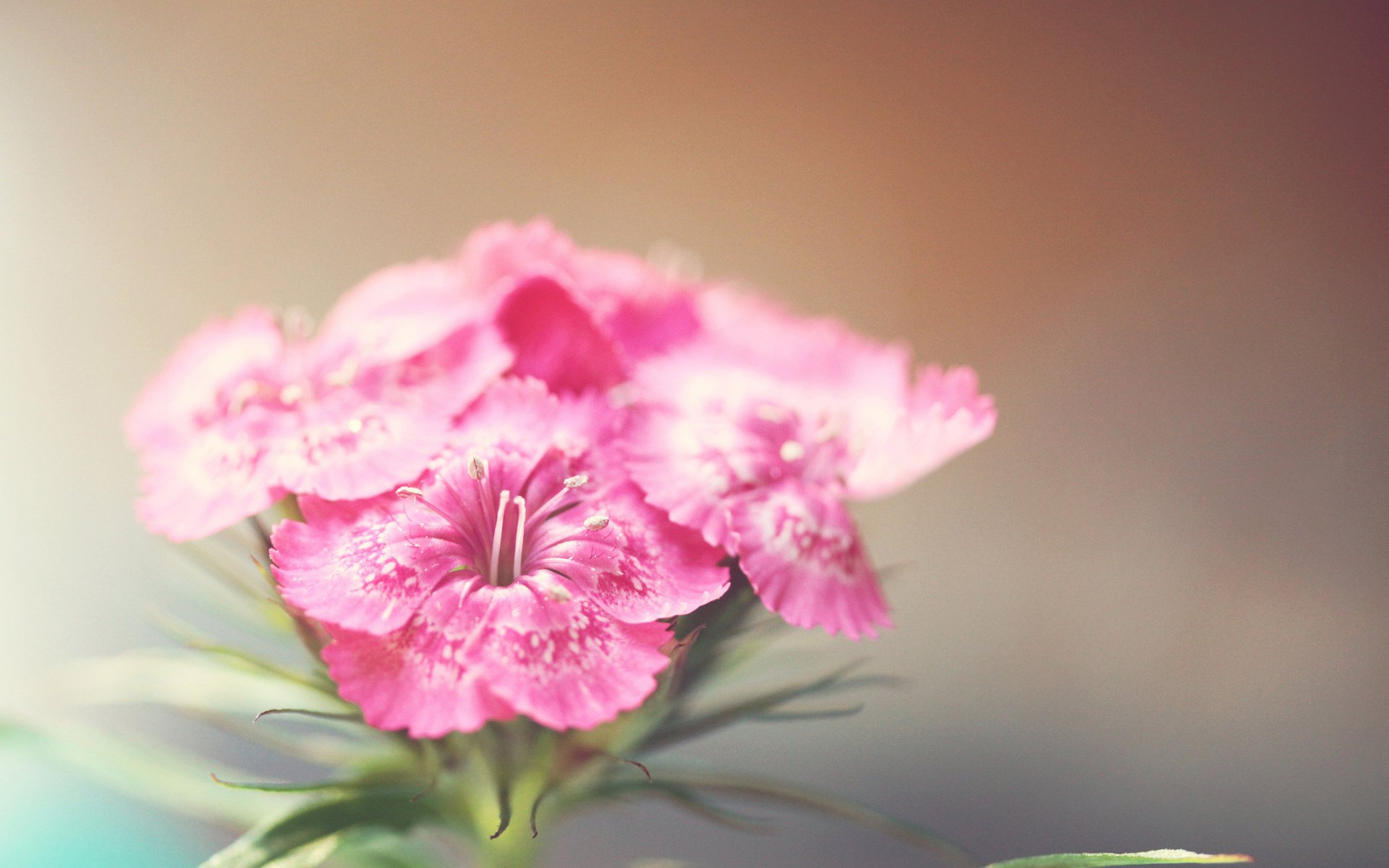 flower plant blur