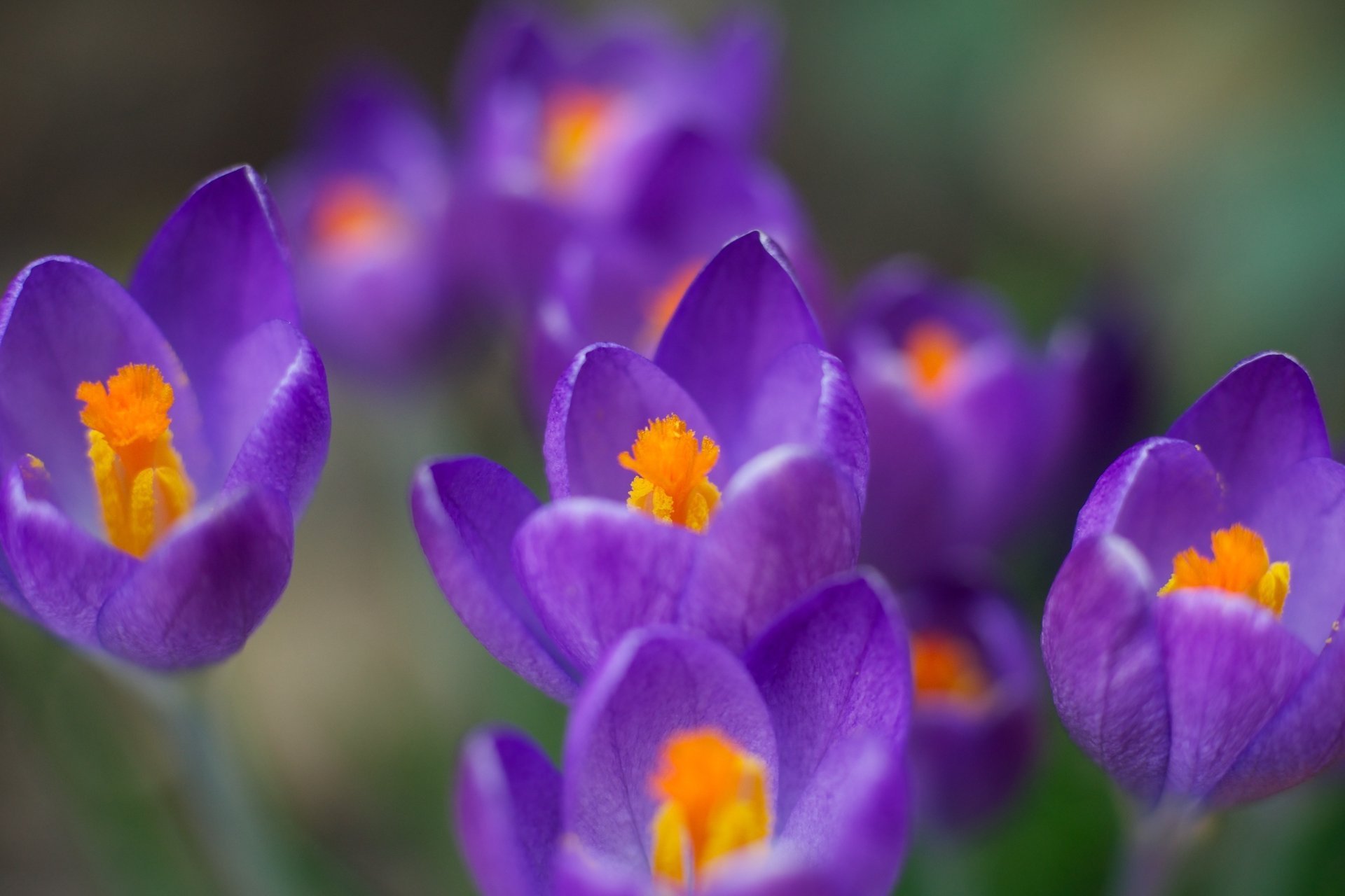 flowers crocuses spring purple macro color