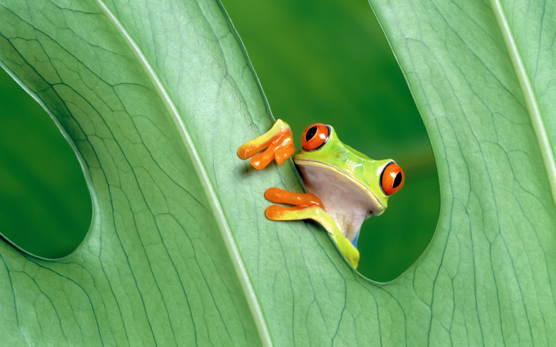 frosch grün blatt