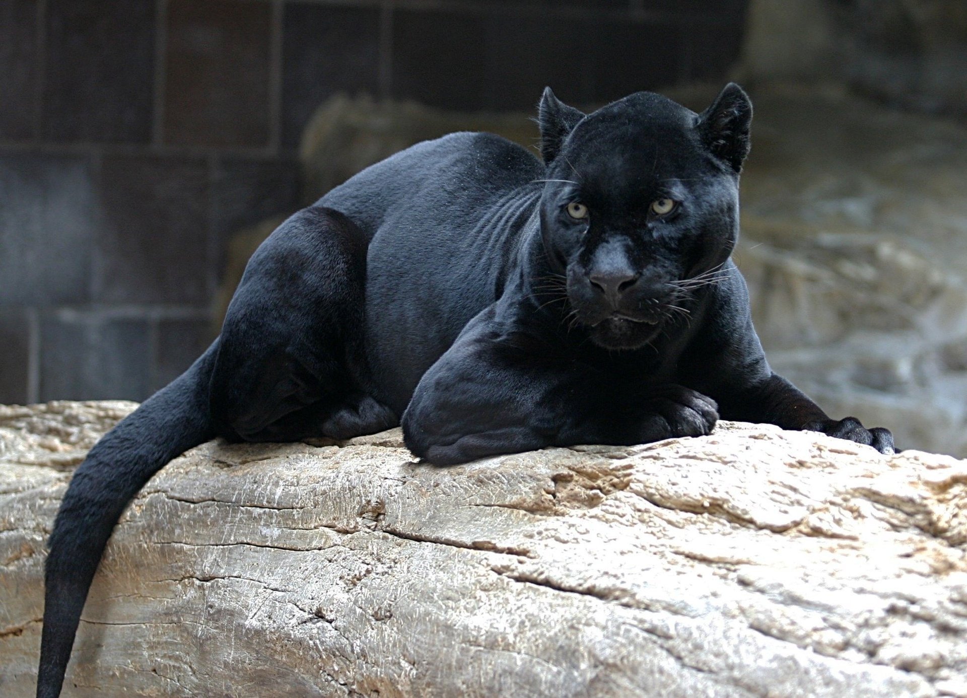 panther auf einem baumstamm schwarz liegt wild katze schnauze