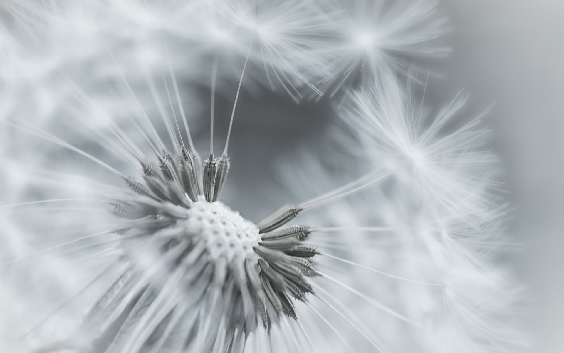 dente di leone macro pianta lanugine messa a fuoco bw fiore