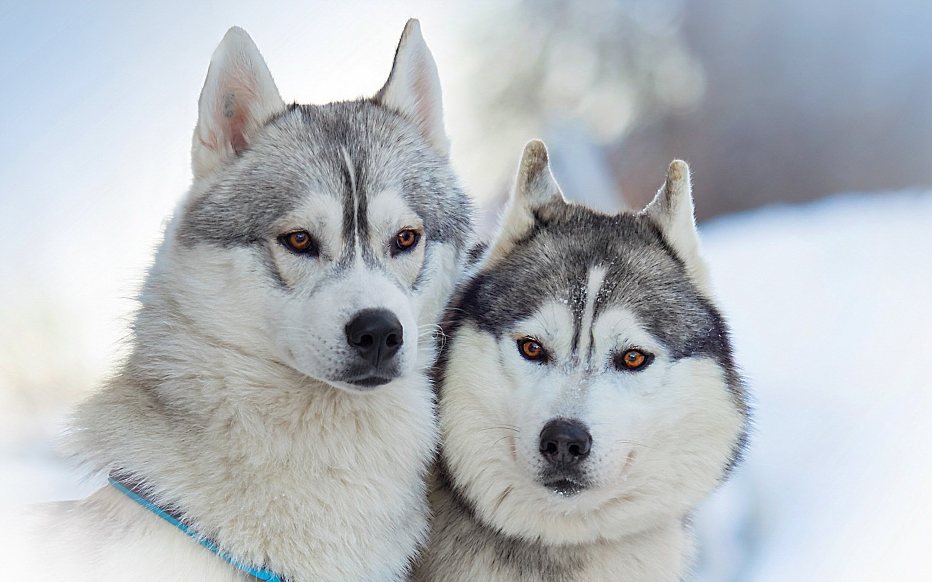 amis beauté chiens