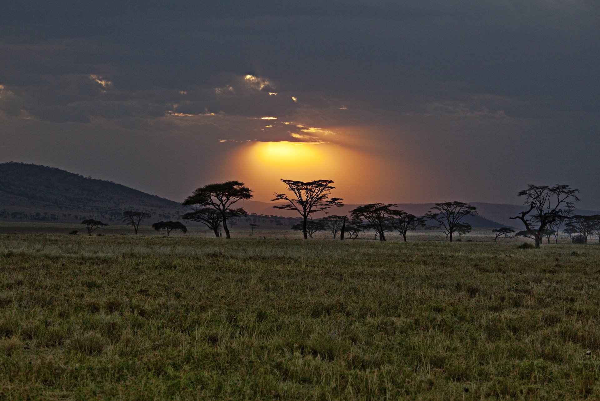 africa kenya savannah sunset