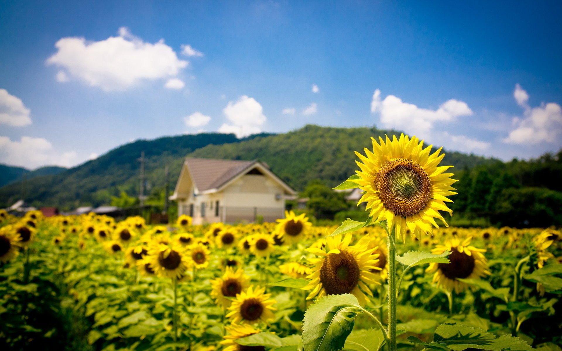 campo verano naturaleza girasoles