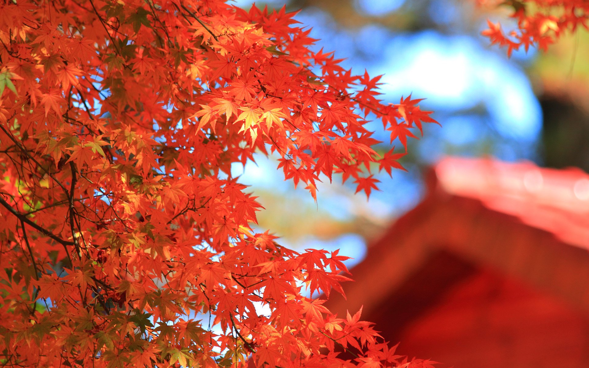 autunno foglie acero macro corona albero rosso