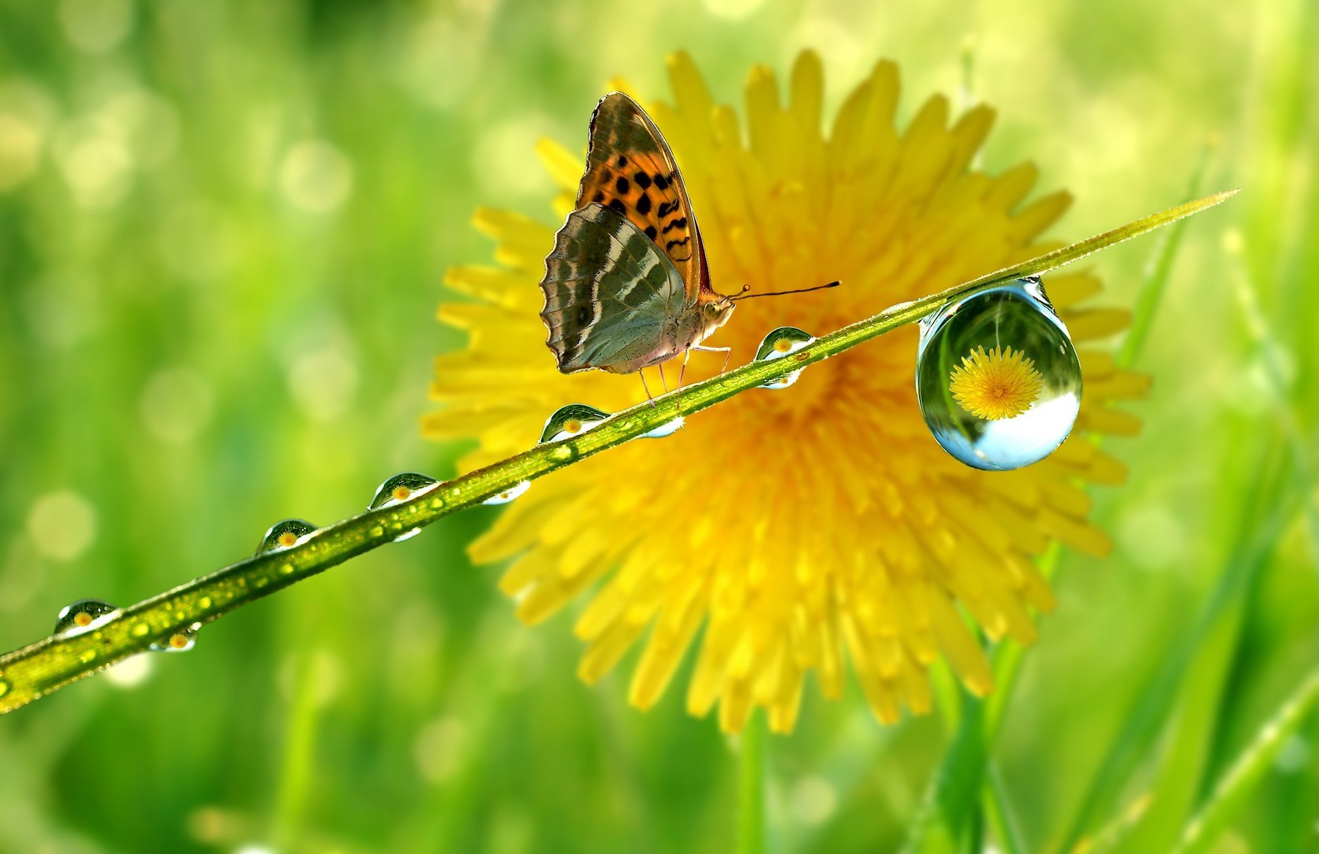 tem drop dandelion reflection butterfly