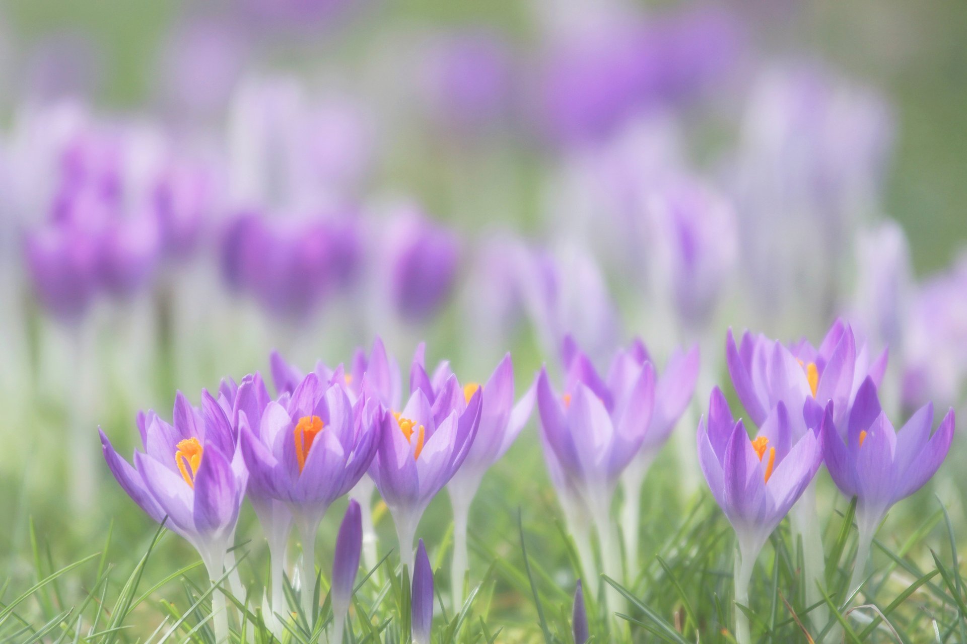 crochi fiori lilla petali primavera erba