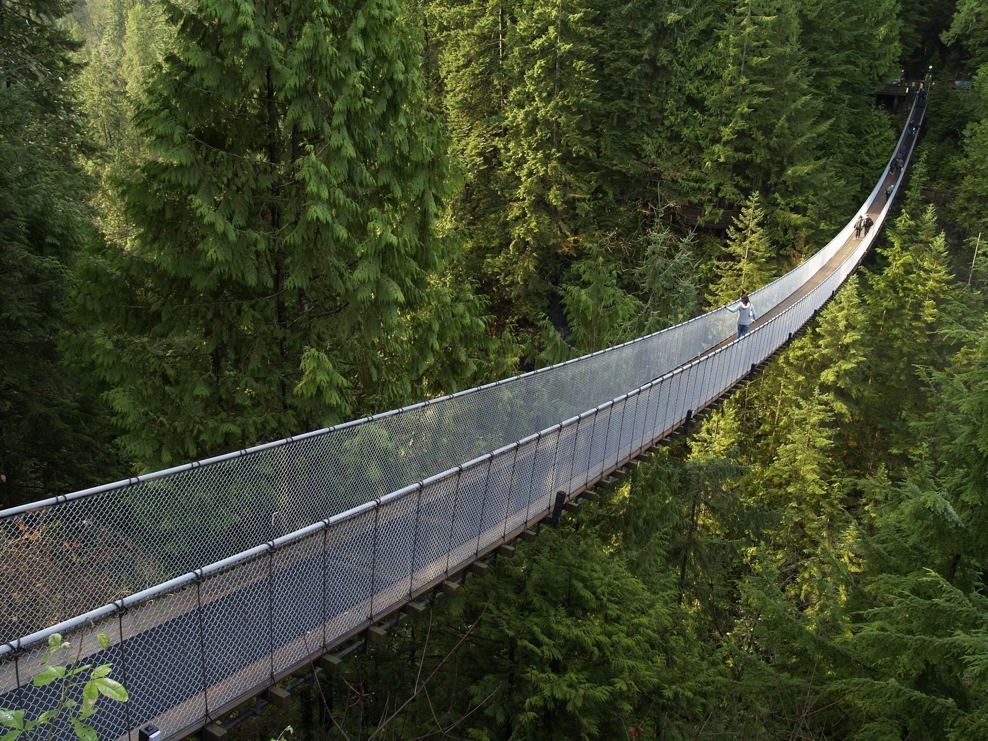 bridge forest coniferous forest