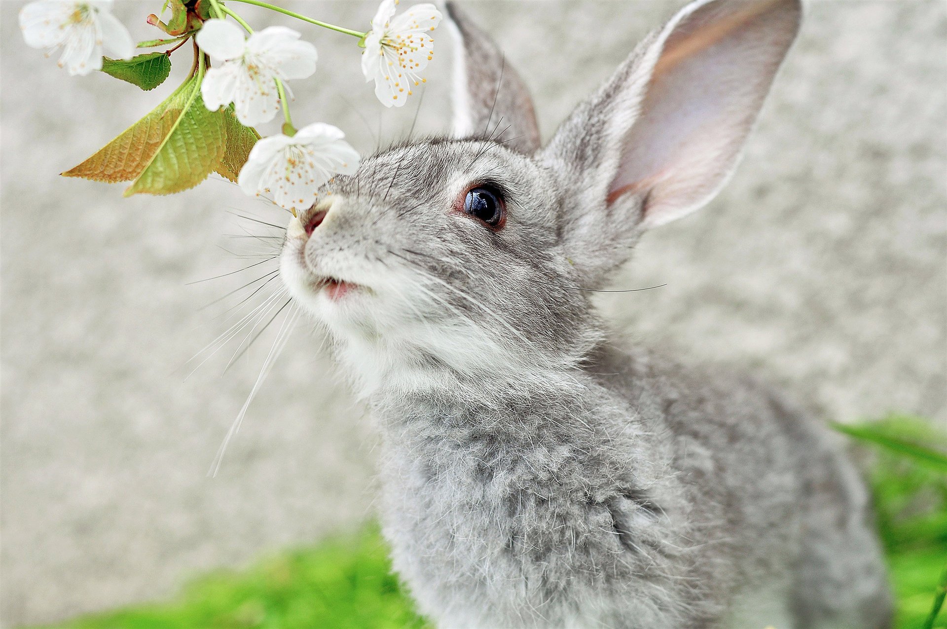 ears rabbit branch mustache muzzle grey