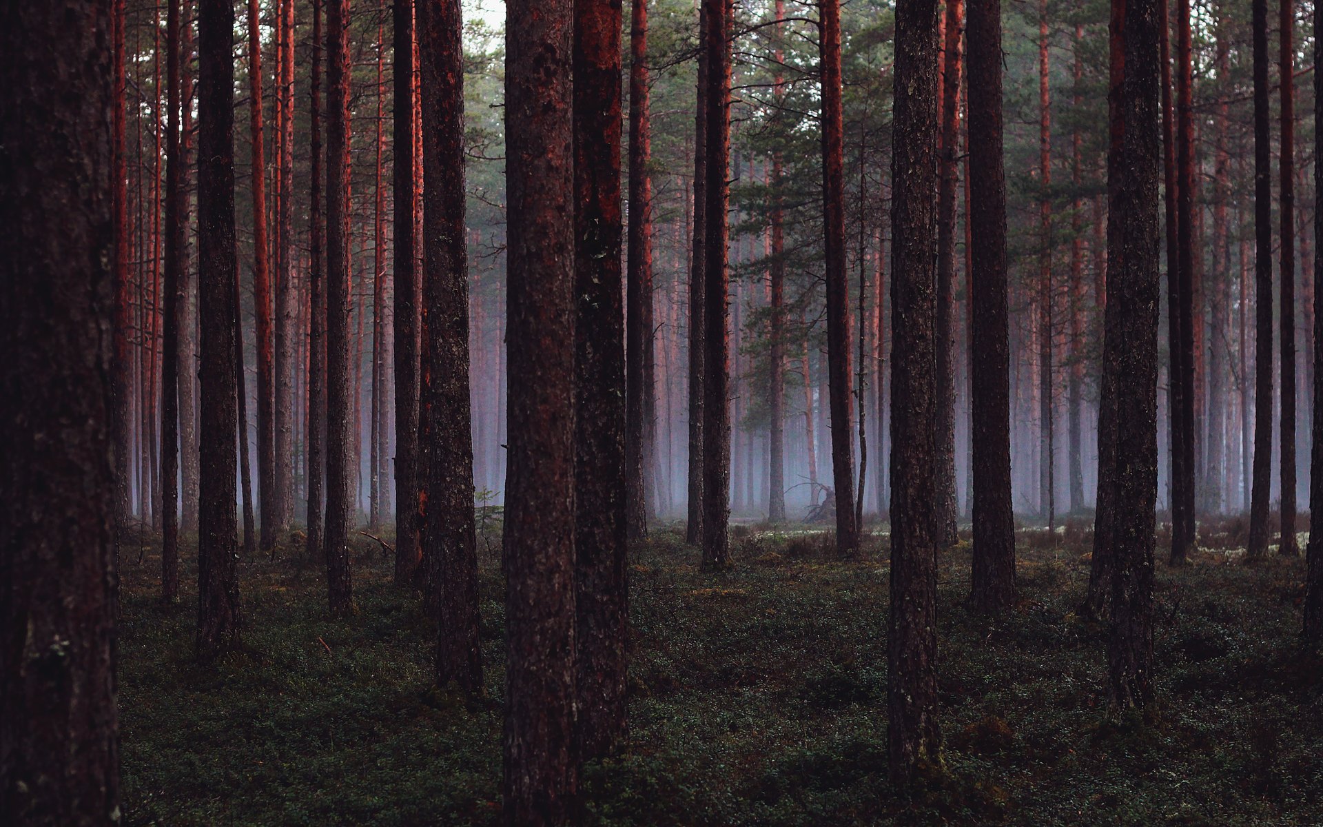 forest trees wood