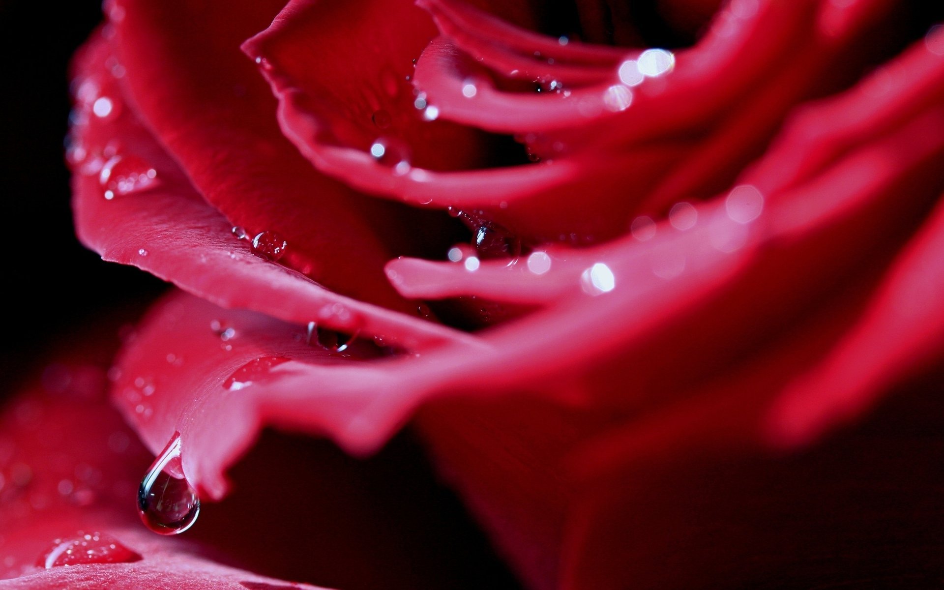 rojo rosa agua macro gotas rocío pétalos