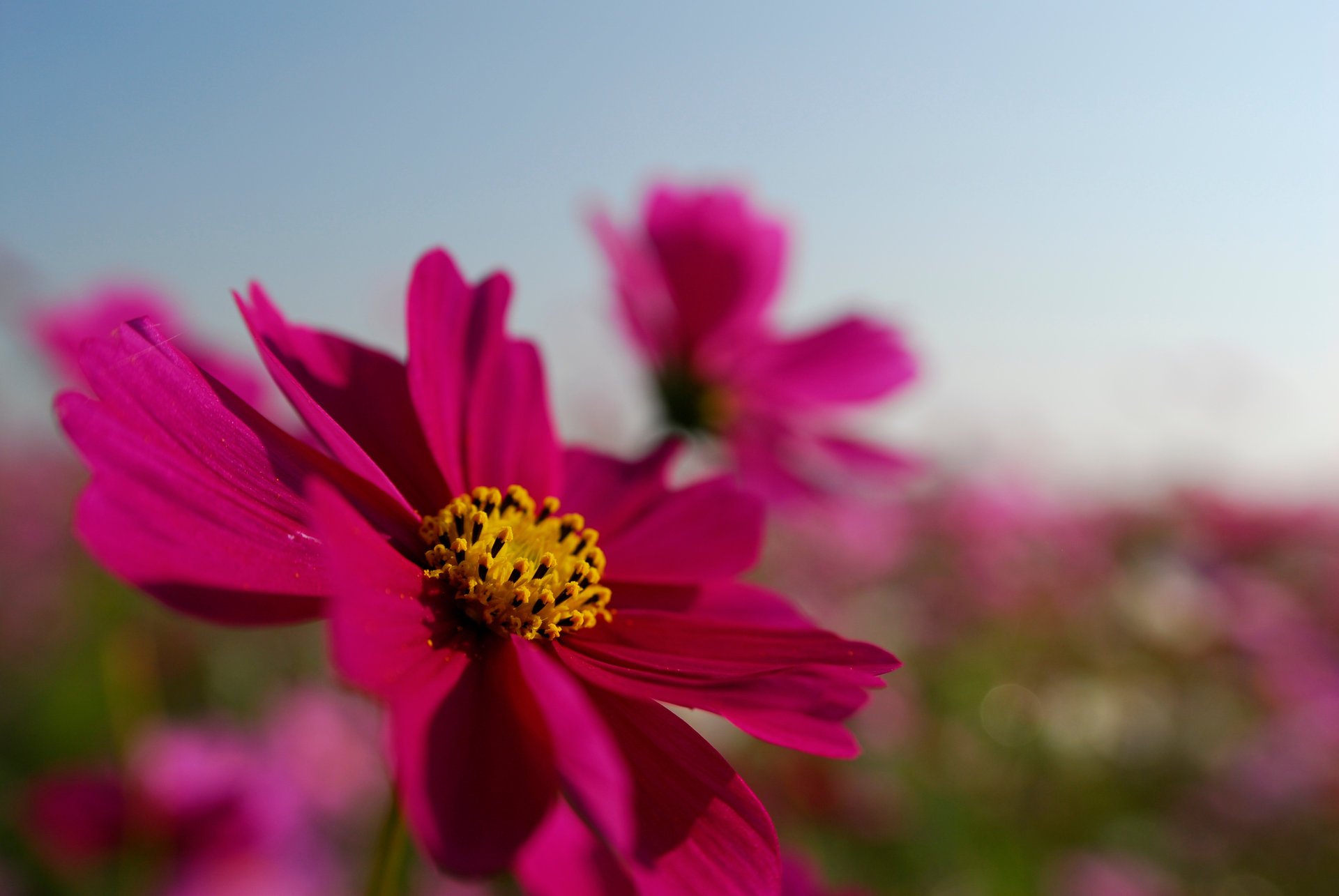 flower kosmeya petals bright field pink the sky