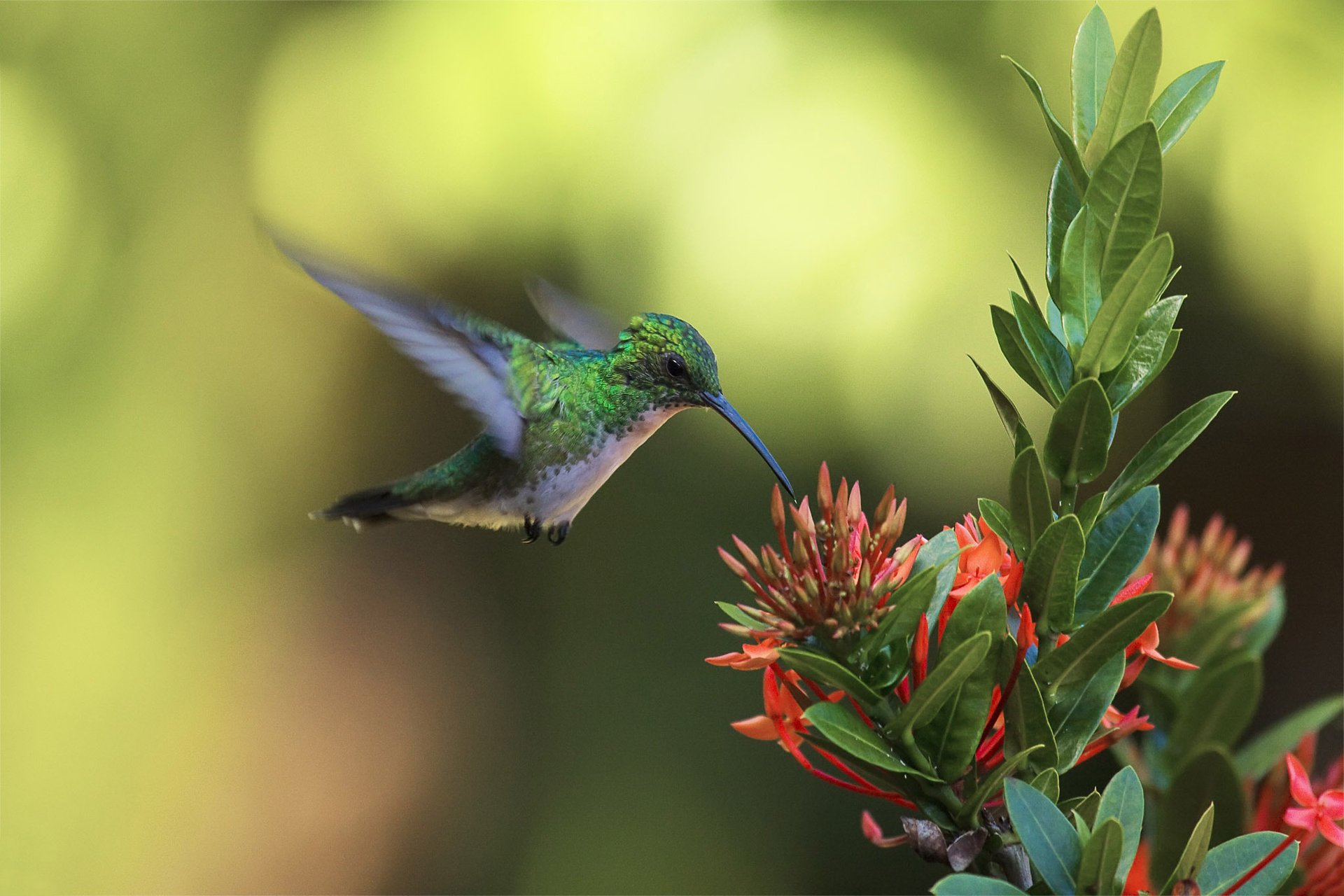 vogel greift an blume kolibri