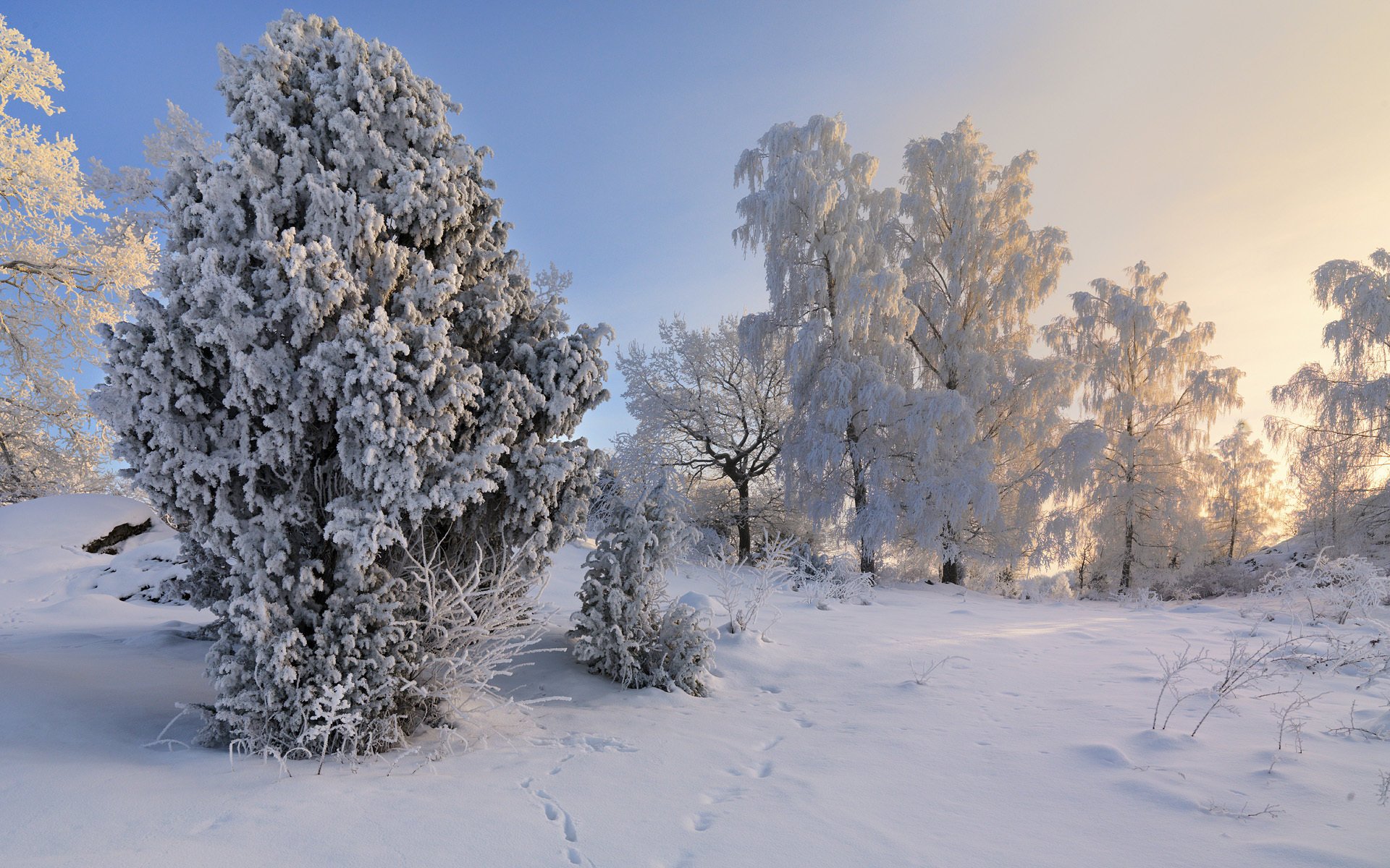 árboles invierno suecia sweden nieve