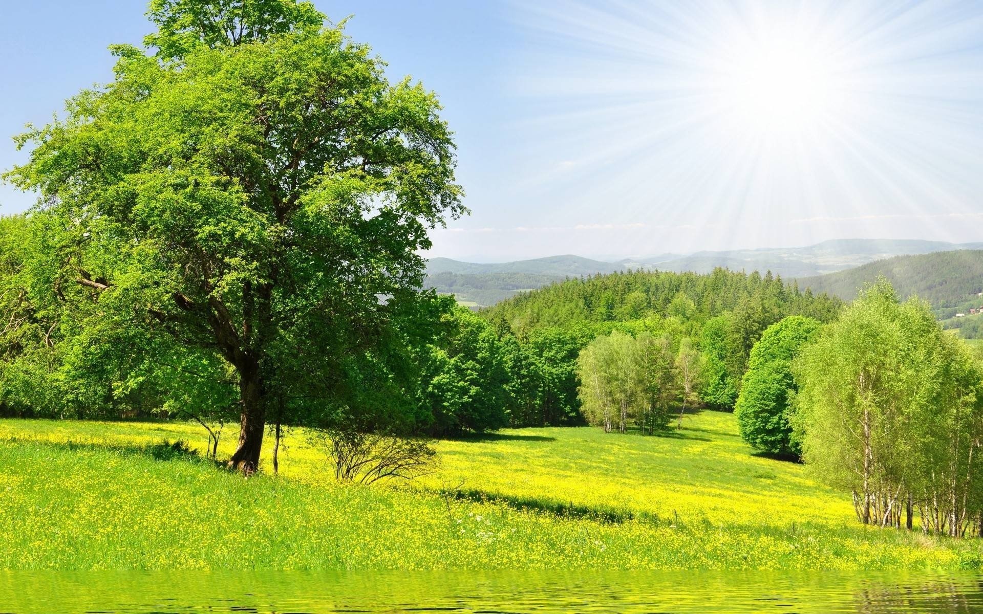 zieleń las natura drzewa słońce woda trawa łąka