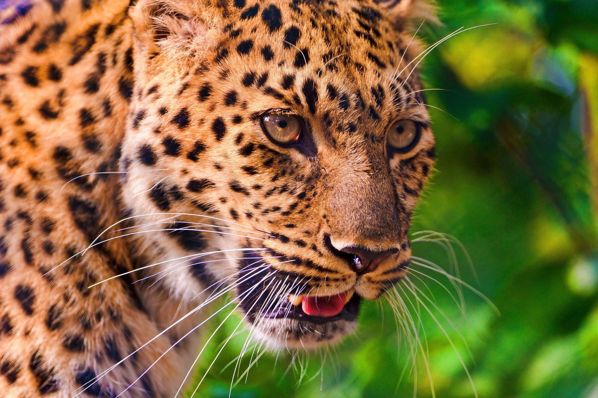 leopard schnurrbart blick leopard schnauze panthera pardus profil