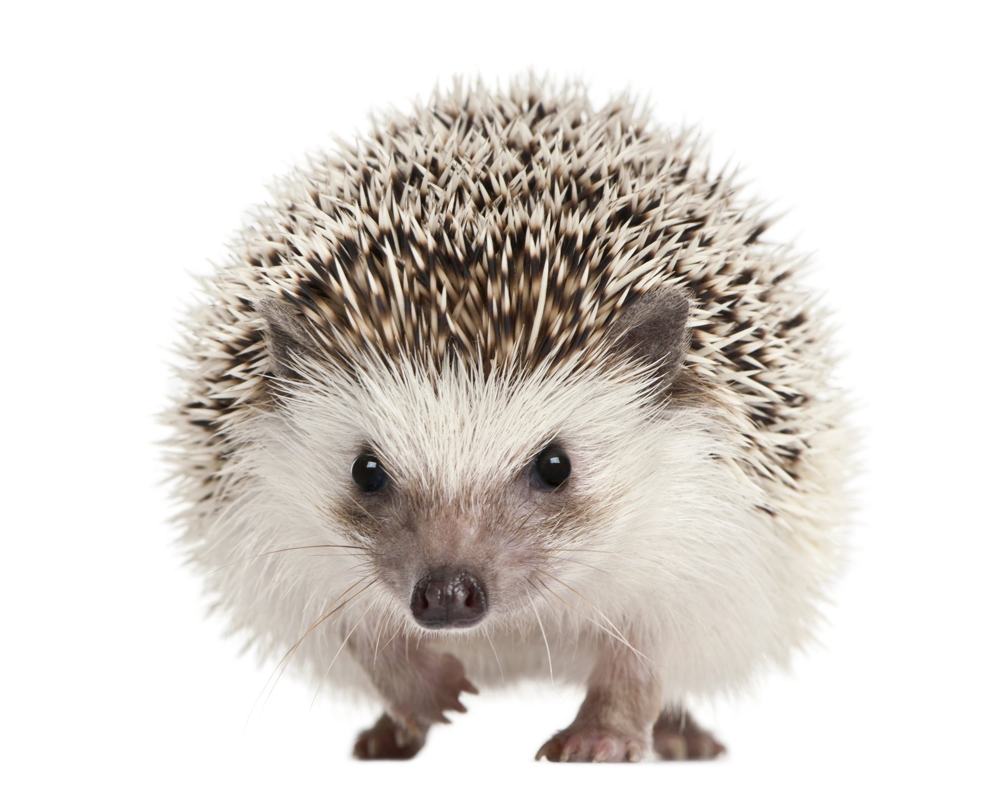 maulkorb augen igel säugetiere stacheln