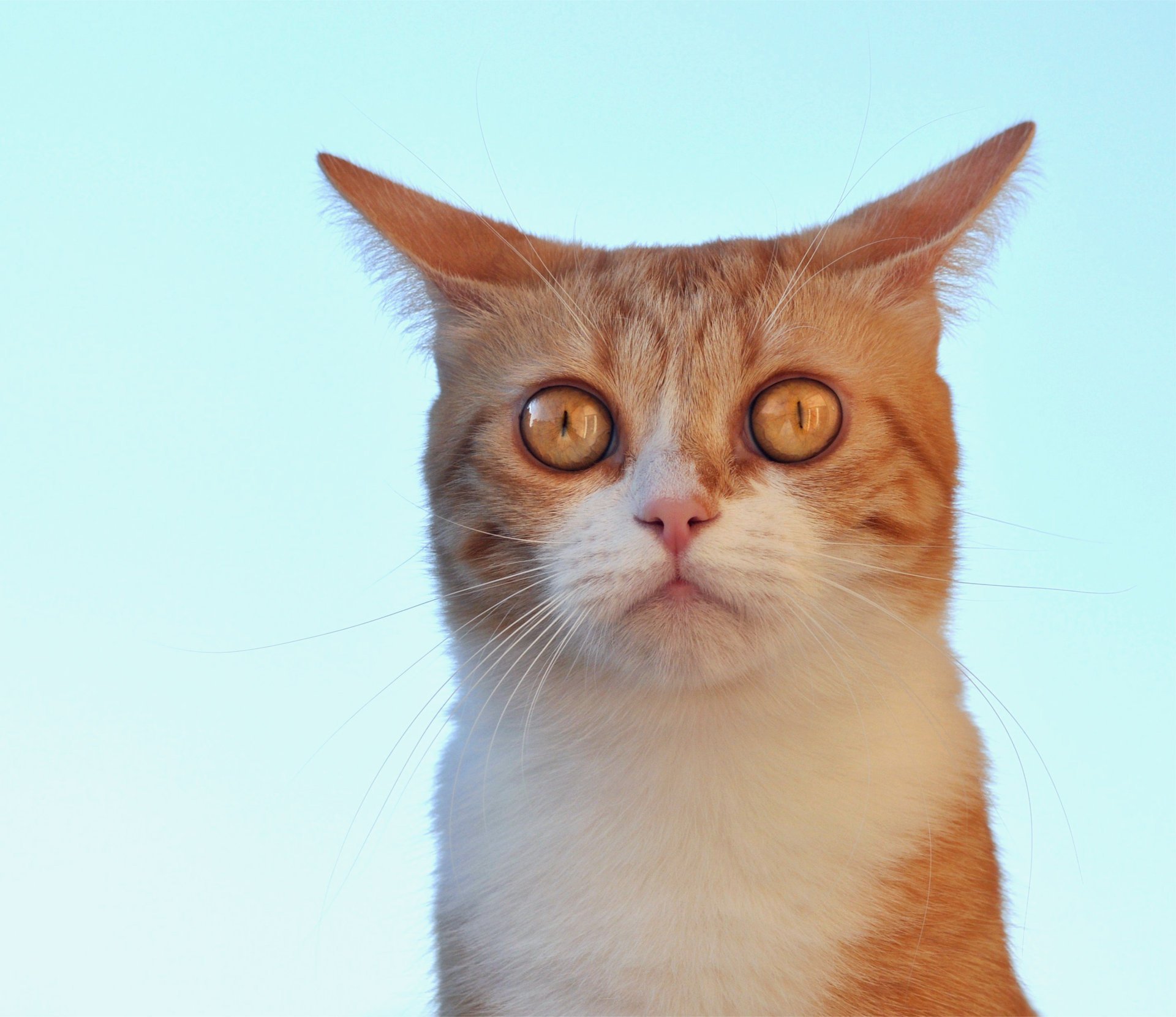 katze ohrenschmalz türkis hintergrund blick schnauze rot