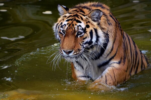 Una bestia rapaz se baña en el agua