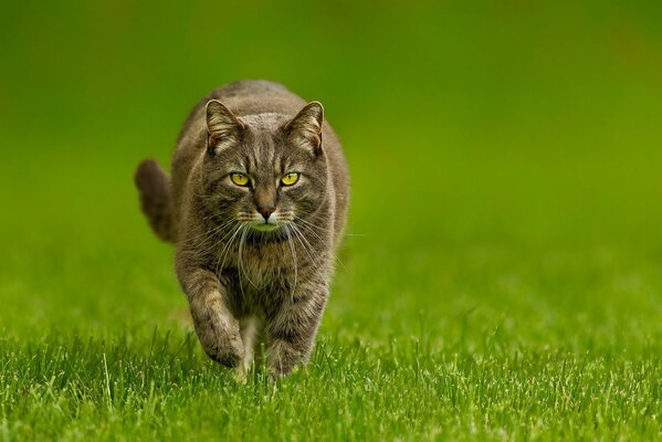 A serious cat runs on the green grass