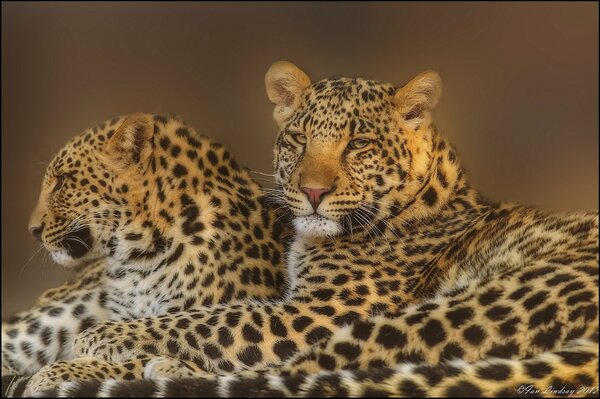 Familia de leopardos descansa en el calor