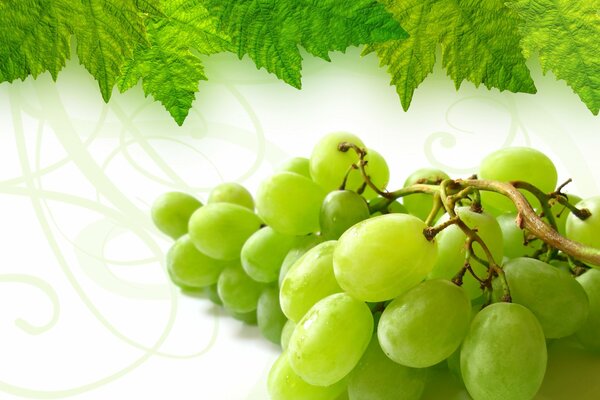 A bunch of grapes on a beautiful background