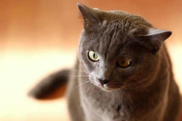 Le chat regarde avec enthousiasme sur le côté