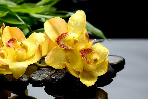 Orchidée jaune avec des gouttelettes d eau