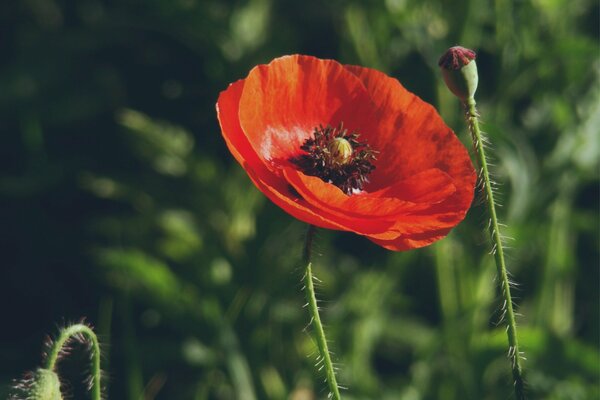 Roter Mohn auf grünem Gras Hintergrund