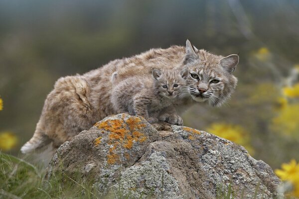 Lince-mamá con lince sentado en una piedra