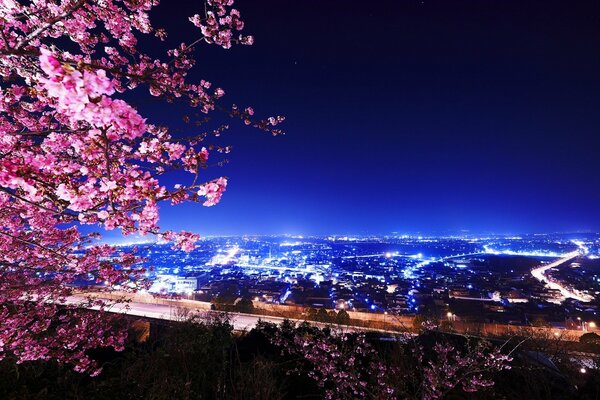 Blooming cherry tree and lights of night buildings