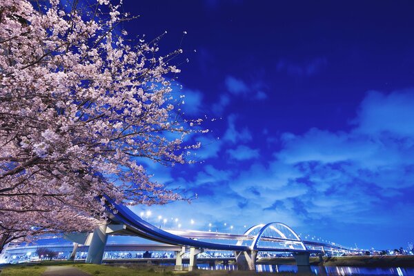 Japanese bridge with lanterns over the river and a flowering tree