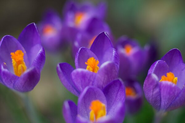 Blühende Krokusse lila Freude