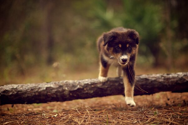 Il cane ama camminare nella foresta