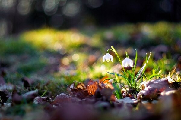 Nahaufnahme von weißen Blüten zwischen Gras und gefallenen Blättern unter hellem Sonnenstrahl