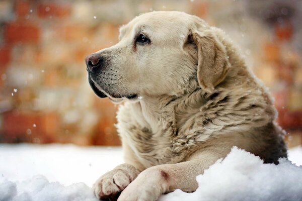 Dogs also like to dream, looking into the distance