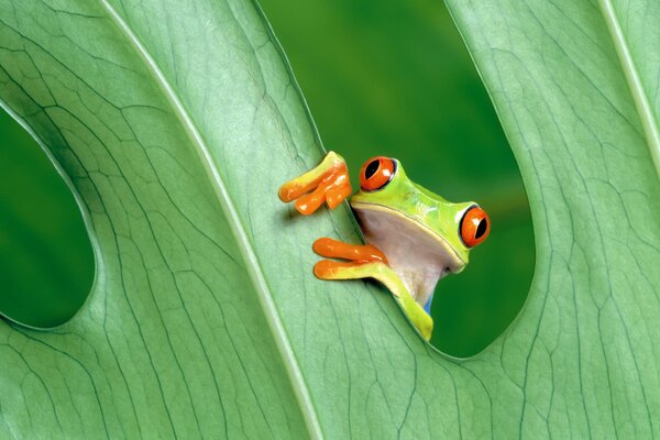 Grenouille se cache entre les feuilles vertes