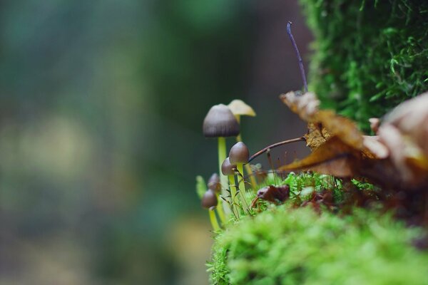 Pequeños hongos en el musgo verde en el bosque