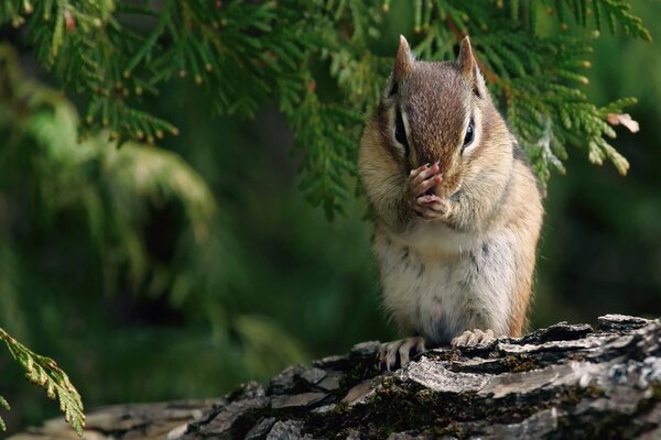 Un piccolo Chipmunk si siede su un ramo di un albero