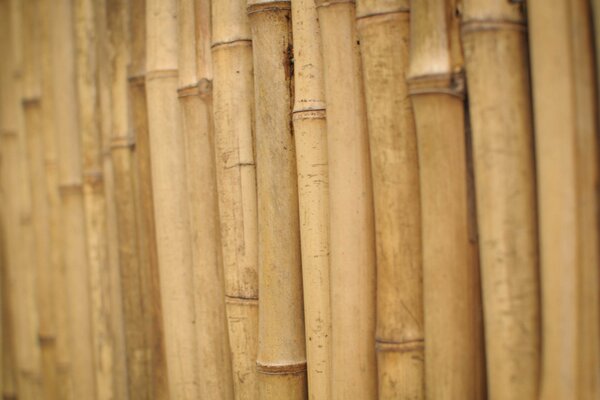 Bamboo desktop background