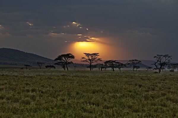 Coucher de soleil dans la savane des arbres Solitaires parmi le tapis d herbe