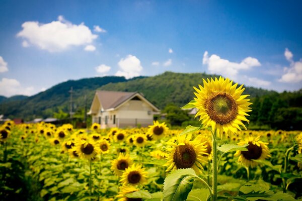 Campo con girasoles en flor en el fondo de una casa en las montañas