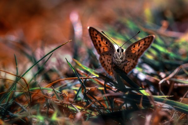 Mariposa macro revolotea de la hoja de hierba a la hoja de hierba