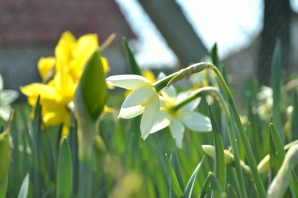 White and yellow daffodils. Green juicy leaves