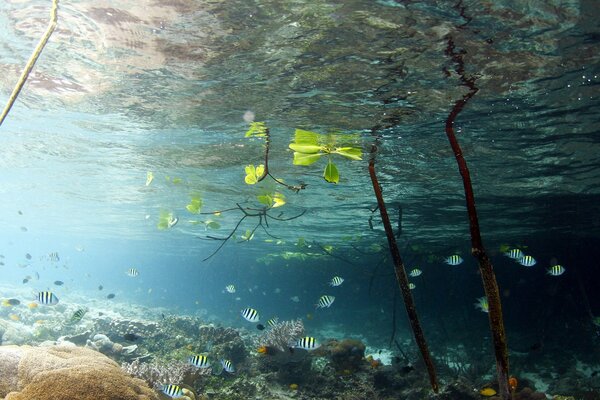 Underwater world of a lake with fish