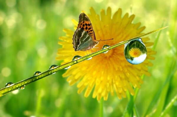 Macro of a butterfly sitting on a stem, against the background of a dandelion, which is reflected in a dewdrop