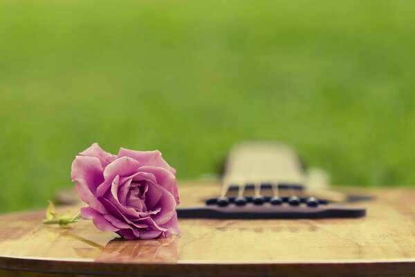 Guitar on the grass with a beautiful delicate rose