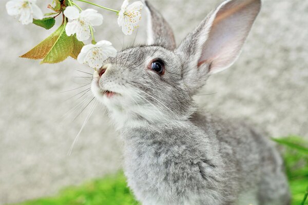 Graues Kaninchen mit langen Ohren schnüffelt einen Ast